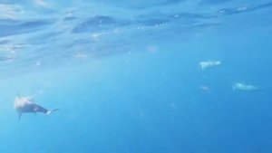 COCOON MALDIVES 5* МАЛЬДИВЫ 2021 ПОЛНЫЙ ОБЗОР