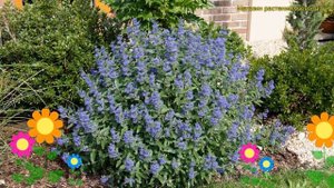 Кариоптерис Блю Баллон. Краткий обзор, описание характеристик caryopteris clandonensis Blue Ballon