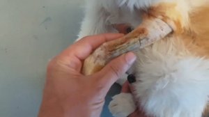 Перелом предплечья у кота. Комбинированный остеосинтез пластиной  и интрамедулярно спицей киршнера.