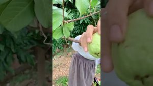 Китайский ? огород ? красивый