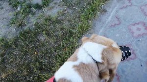 Казак Тобеты Казахские Волкодавы Спящие Собаки они похожи на Алабаев и на Узбекских Барибасаров