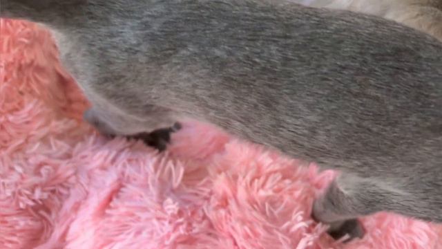 Самый классный кот Гоша