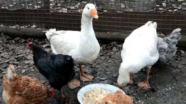 Гуси и куры едят в курятнике Гуси пугают курок смотреть онлайн