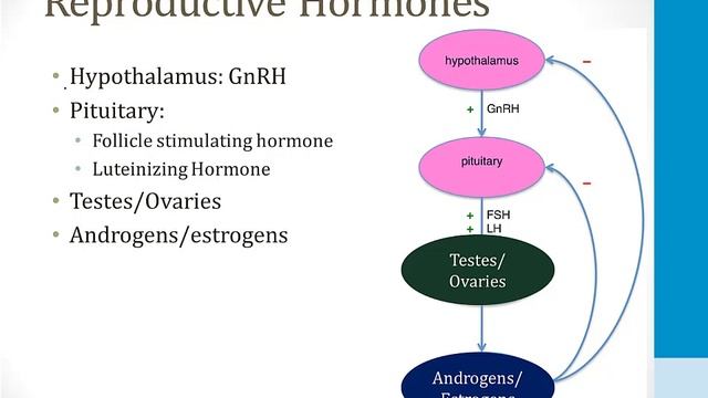 Эндокринология USMLE - 4. Репродуктивная - 1.Репродуктивные гормоны