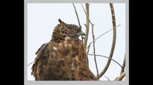 Хохлатый Осоед - птица которая любит ос.