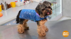 Дождевик для собаки. Доброе утро. Фрагмент выпуска от 10.10.2023