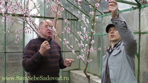 Выращиваем персик на севере в теплице