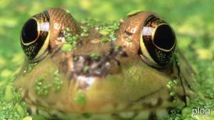 объекты природы