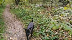 Стаффбуль - общая характеристика, характер, отличие от бультерьера