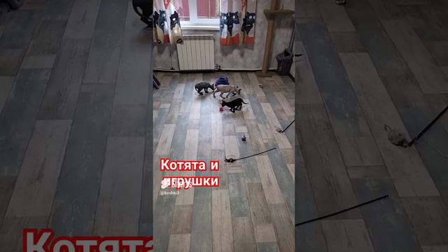 Новые игрушки,Сфинксы и ориентал#игрыкотят #смешныесфинксы #ориентальныйкот #покупкидлякотят