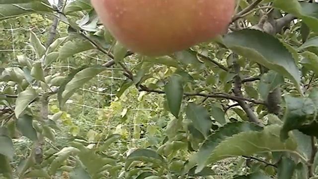 Сорт яблони Гала Маст 2015 смотреть онлайн