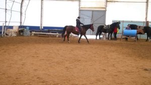 Управление лошадью. Посадка всадника, учебная рысь. часть 2.