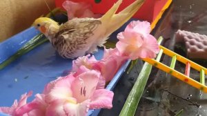 Ванна для попугая Корелла...Нашли способ!