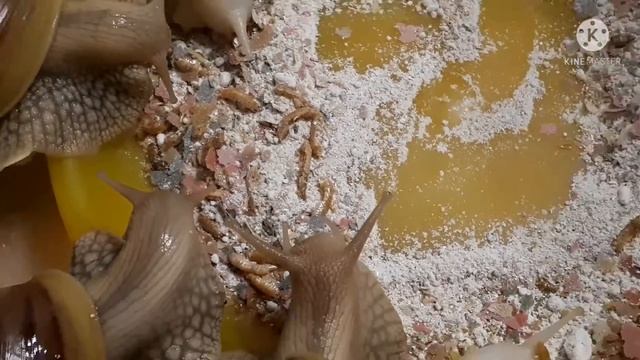 Как растут мои улиточки Ахатины. Приятного аппетита ?? смотреть онлайн