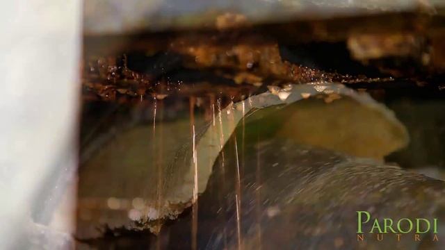 Brazilian Nut Oil (Bertholletia Excelsa Nut Oil) - How we made the Castanha do Brasil смотреть онлайн