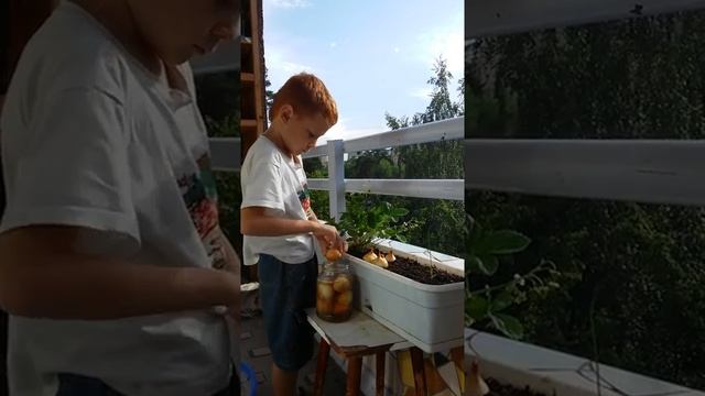 Домашний огород  Сажаем лук,  Зелень на балконе