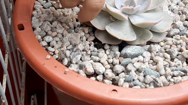 Update my beautiful succulents January 2021 смотреть онлайн