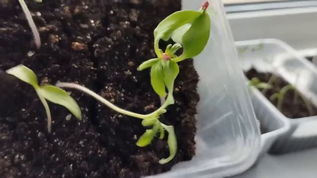 Посев, пикировка, подкормка. Обзор рассады. 04.03.22. смотреть онлайн