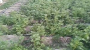 курзат против фитофторы на картофеле. вторая посадка