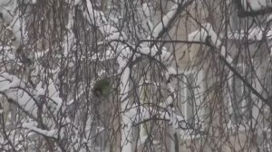 2018-Снег идет ( Денис Майданов )