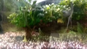 Мангровая  коряга обросшая анубиосам Нана общий вид в аквариуме