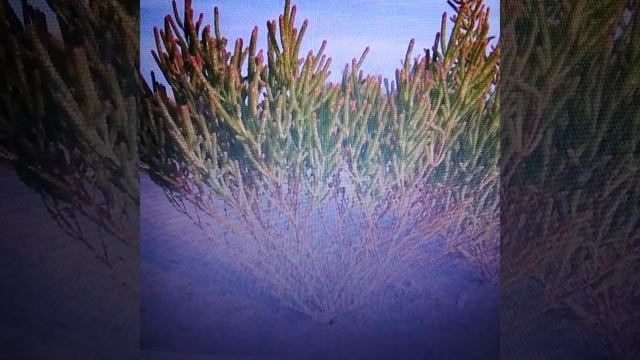 Солерос европейский: полезные свойства и применение. смотреть онлайн