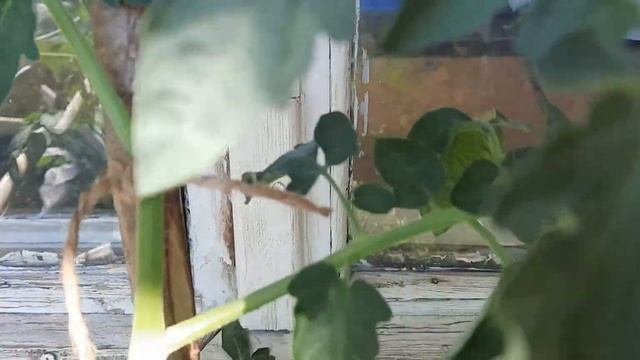 Томат ЧЁРНАЯ ВИШЕНКА часть 1 на балконе.#огород#огороднабалконе#помидорки#