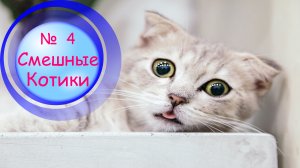 Котики Смешные?№4