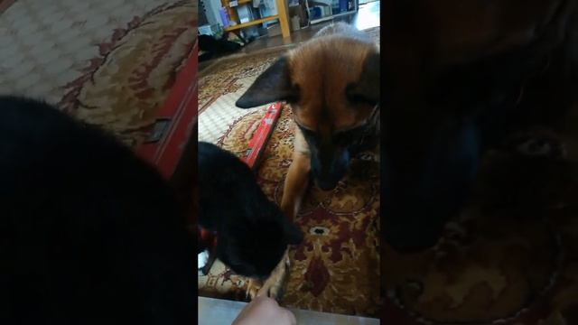 Помесь малинуа и ВЕО, кот ворует еду с лапы))) смотреть онлайн