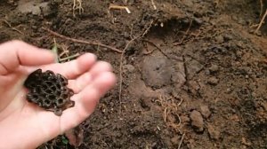 Коп по ЧЖУРАМ  В Приморье.