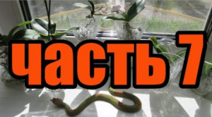 ???Орхидеи в воде спустя 7 месяца. Часть 7 Orchids in water after 7 months..mp4