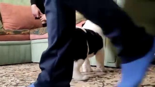 Продается щенок среднеазиатской овчарки. Кобель. смотреть онлайн