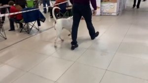 Аргентинский Дог На Выставке