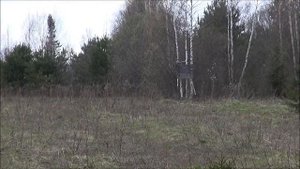 Нагонка на Кировской земле .Русская гончая Вулкан 11 месяцев вл. Шатров В.А.