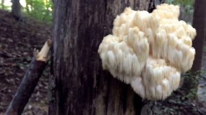 Lion's Mane