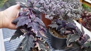 ?Гинура вариегатная?Фантастические листья с кляксами‼️Открытие бронирования черенков на весну 2024