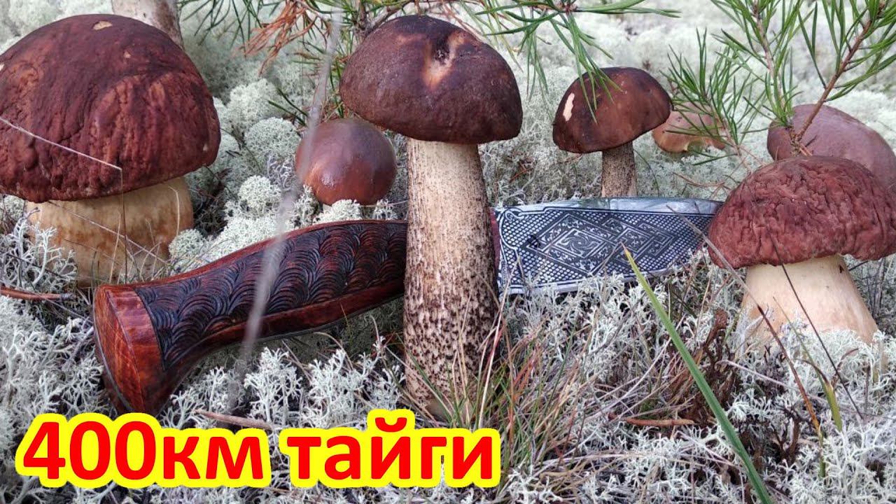 400км ТАЙГИ ЗА ГРИБАМИ смотреть онлайн