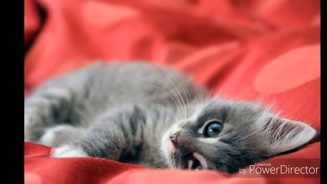 Картинки самых няшных животных под песню между нам смотреть онлайн