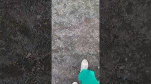 Бишон фризе Томми выполняет команды🐶😄🫀