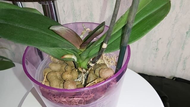 Flirtation бабочка Выжила или Нет? Как чувствуют себя ОРХИДЕИ через месяц после пересадки в КЕРАМЗИ смотреть онлайн