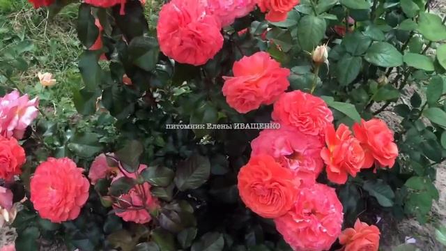 ПОЧВА, ПОЛИВ, ПОДКОРМКА и ОБРАБОТКА РОЗ для ПЫШНОГО ЦВЕТЕНИЯ ч.2 смотреть онлайн