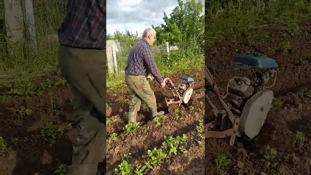 Рыхлю и окучиваю картошку кротом