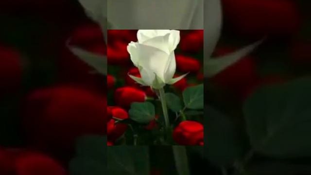 Поздравление с Днем рождения)))