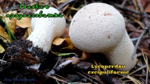 Головач продолговатый | Lycoperdon excipuliforme