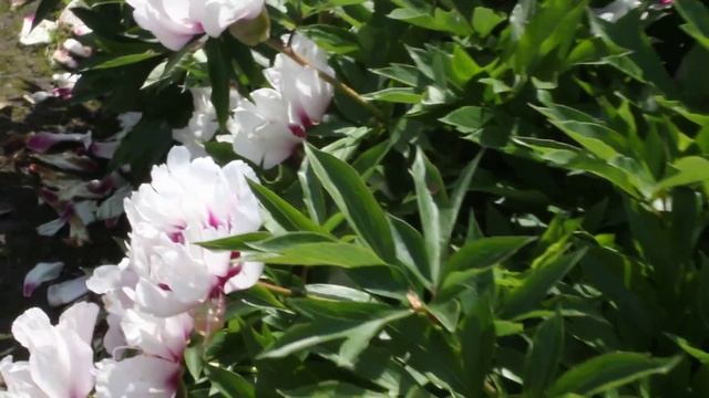 Cora Louise | R2 flowers | Peonies смотреть онлайн