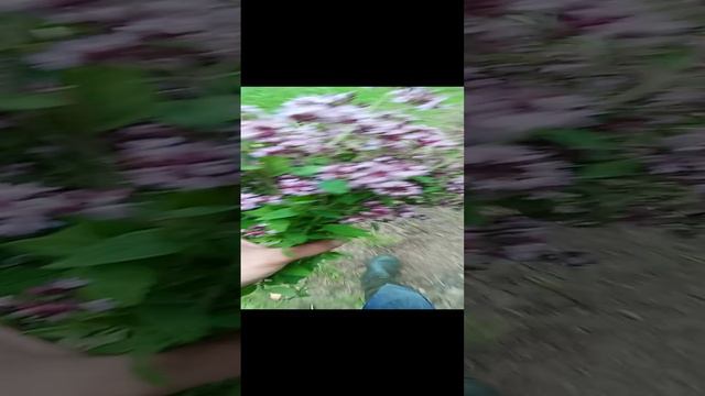 Душичная отрада. 31.08.2024 #докторндн #пасхальвиварий #челябинск #душица