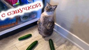 Приколы с котами! Смешные коты с ОЗВУЧКОЙ! СМЕШНЫЕ ЖИВОТНЫЕ 2024! Ржака до слез – funnycats