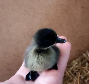 Подсадные утки выводят потомстуоMP4_20220616_175625VLOG.mp4