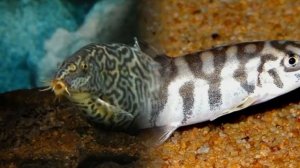 БОЦИЯ МРАМОРНАЯ