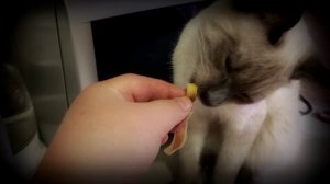 Можно ли котам давать картофель?